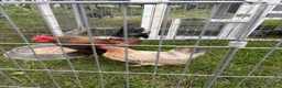 Chickens poultry for sale: Serama Bantam Chickens - Advert 3