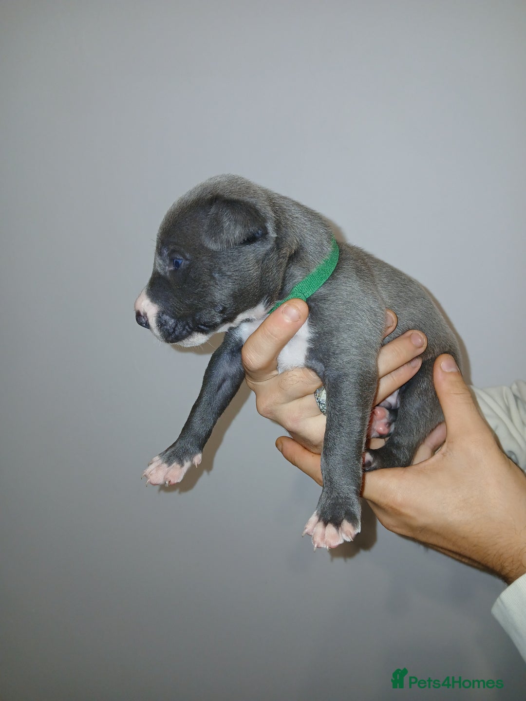 Lurcher dogs for sale: Bull Greyhound - Image 3