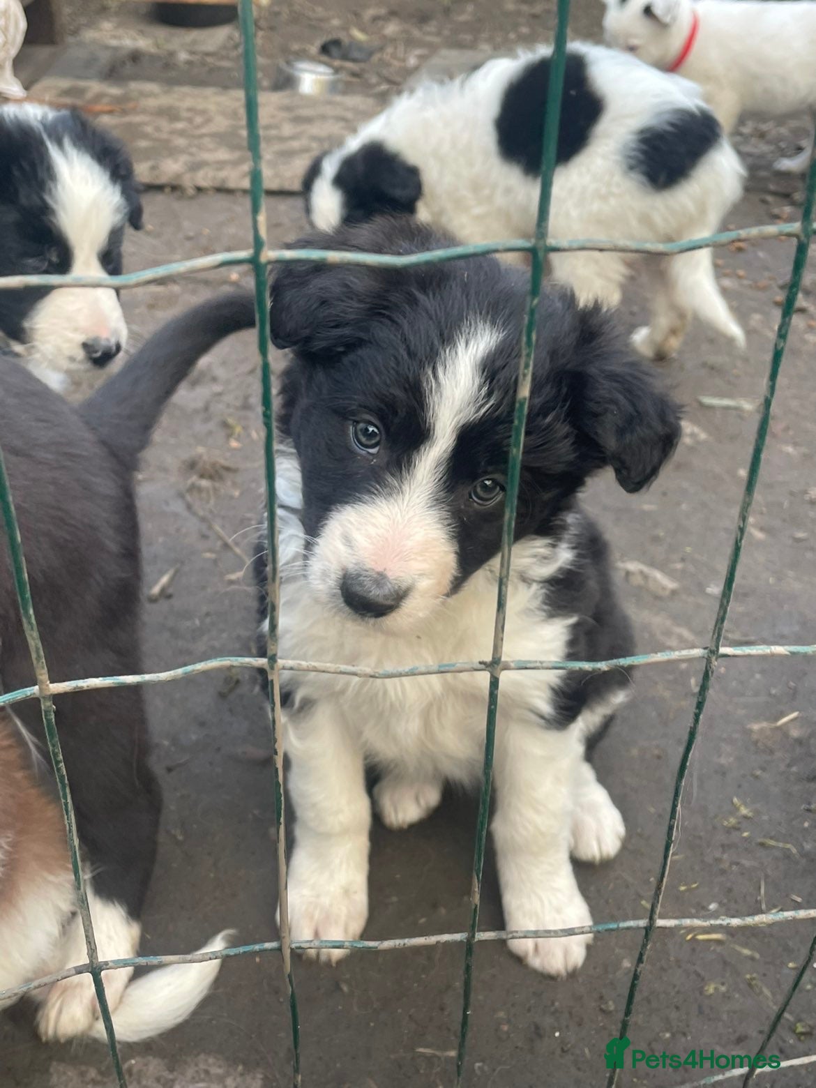 Border Collie dogs Border collie pups - Advert 1