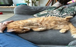 British Longhair cats for sale: Beautiful Ginger Male Cat - Gus - Advert 7