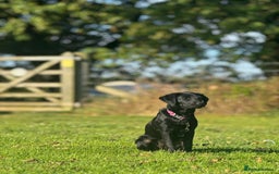 Labrador Retriever dogs for sale: Beautiful Trained Labrador - Image 6