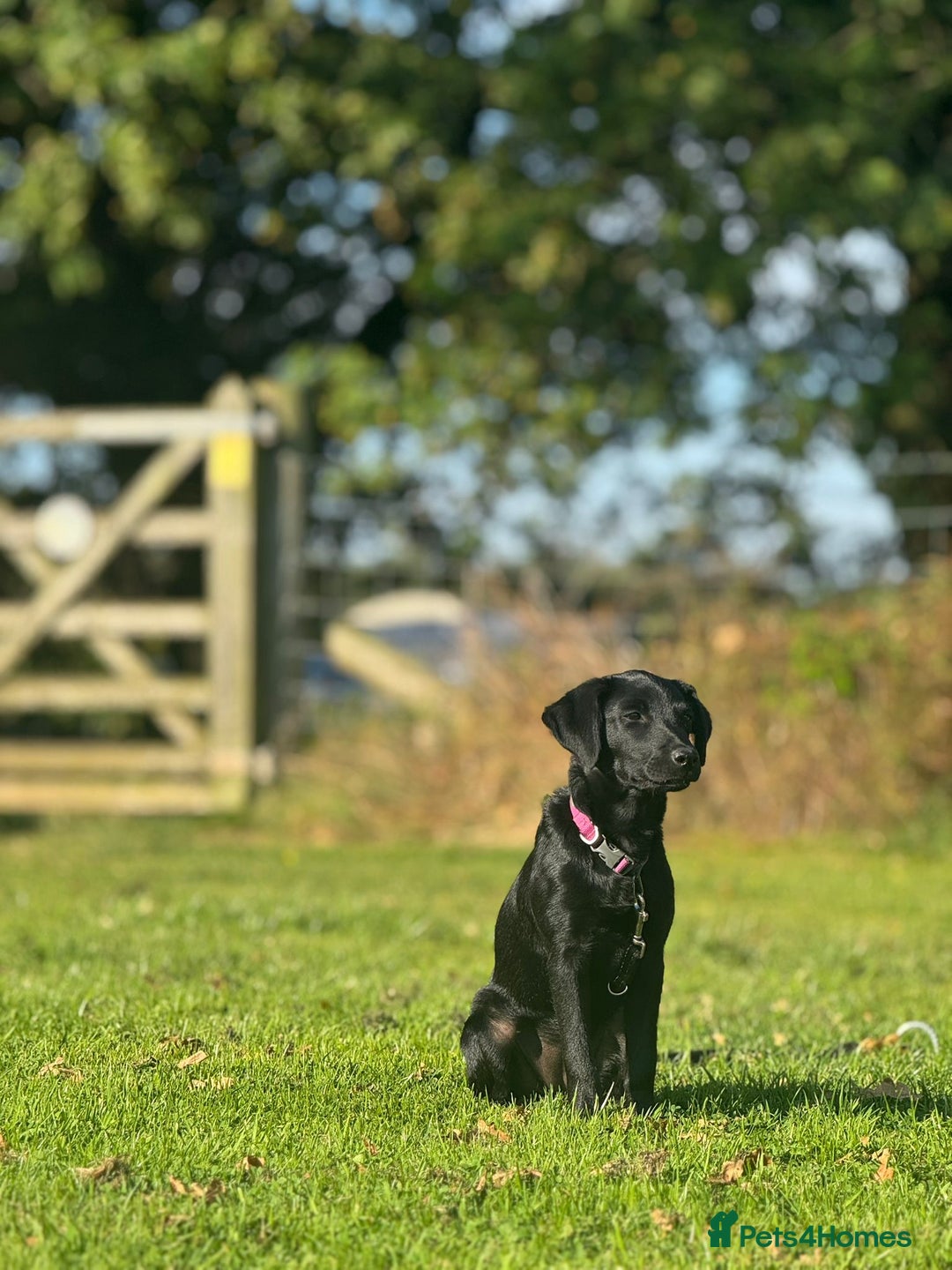 Labrador Retriever dogs for sale: Beautiful Trained Labrador - Image 6
