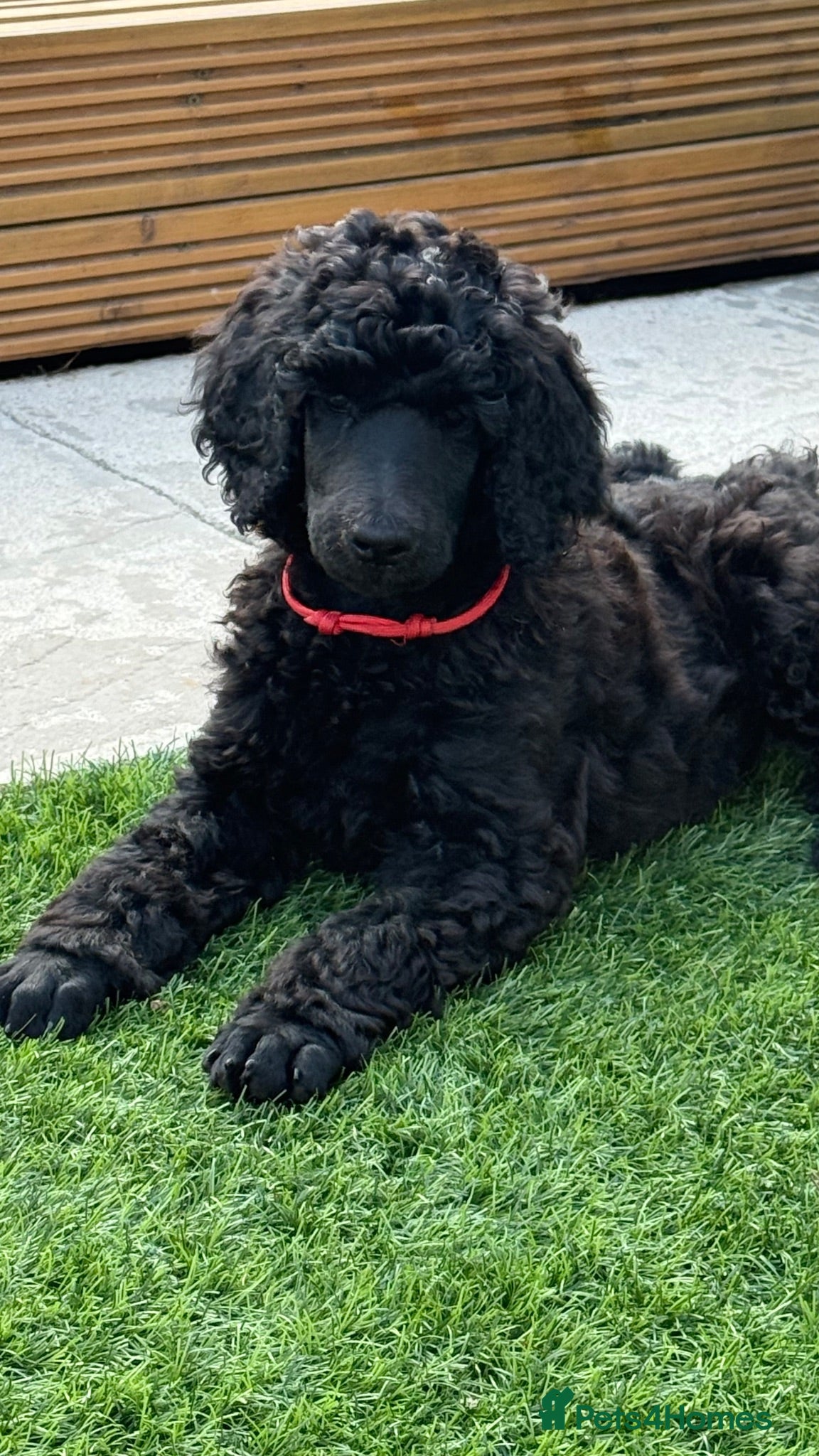 Standard Poodle dogs KC Registered Show Quality Standard Poodle Puppies - Advert 1