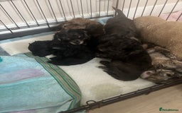 Cavapoo dogs for sale: Cavapoo puppies  in Preston - Image 9