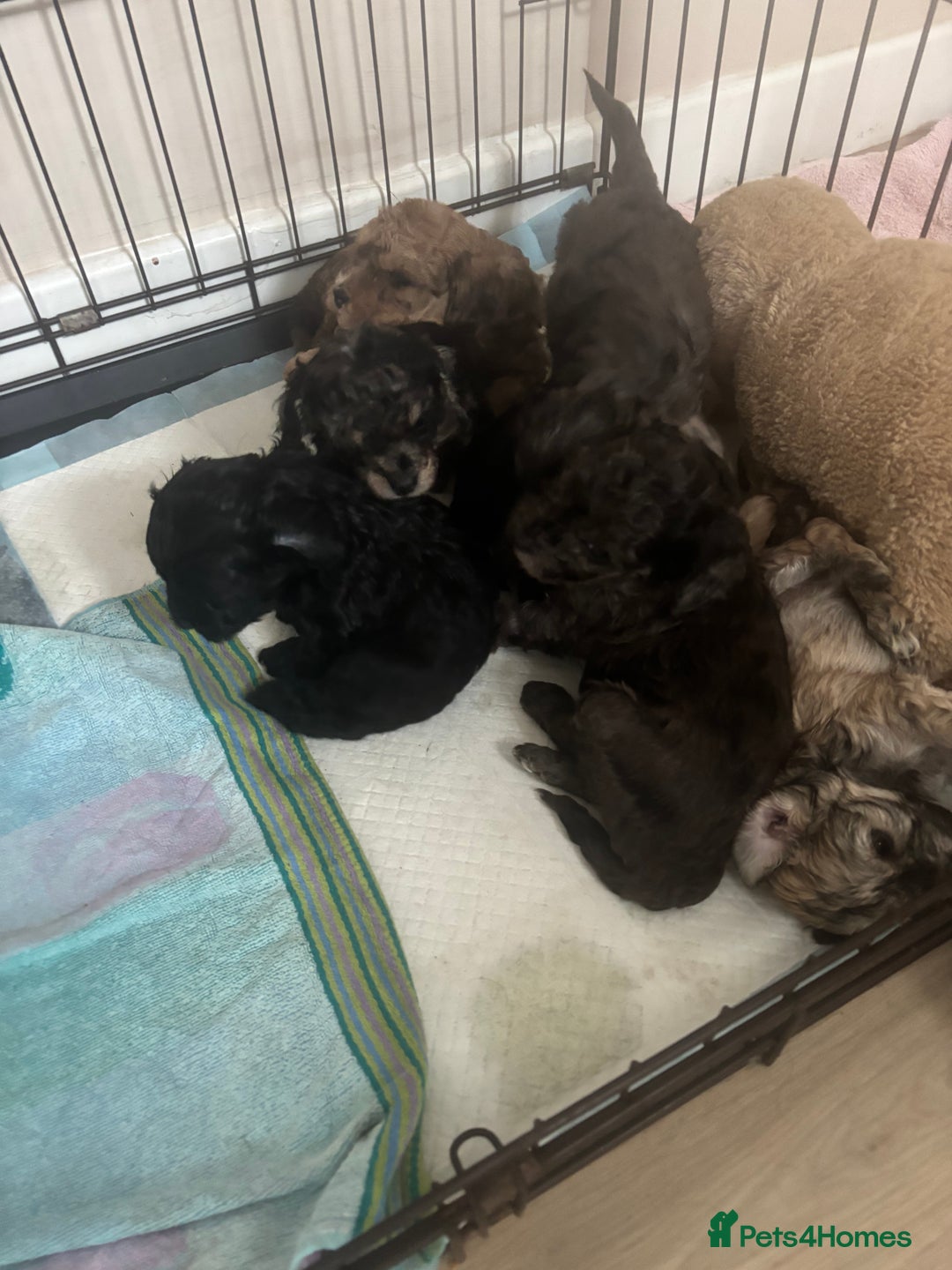 Cavapoo dogs for sale: Cavapoo puppies  in Preston - Image 9