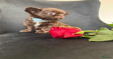 Chihuahua dogs - Advert 2