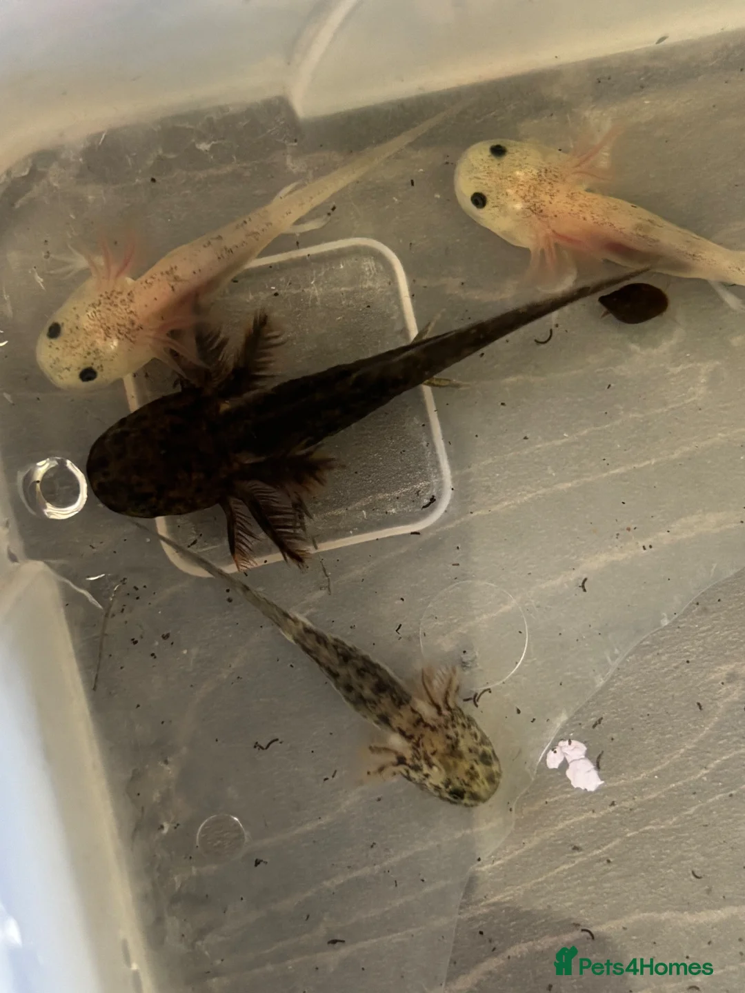 Axolotl reptiles for sale: Baby axolotl for sale  - Advert 2