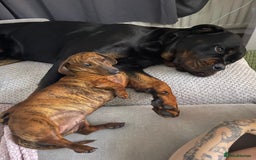 Rottweiler dogs for sale: Loveable friendly Rottweiler  - Image 4