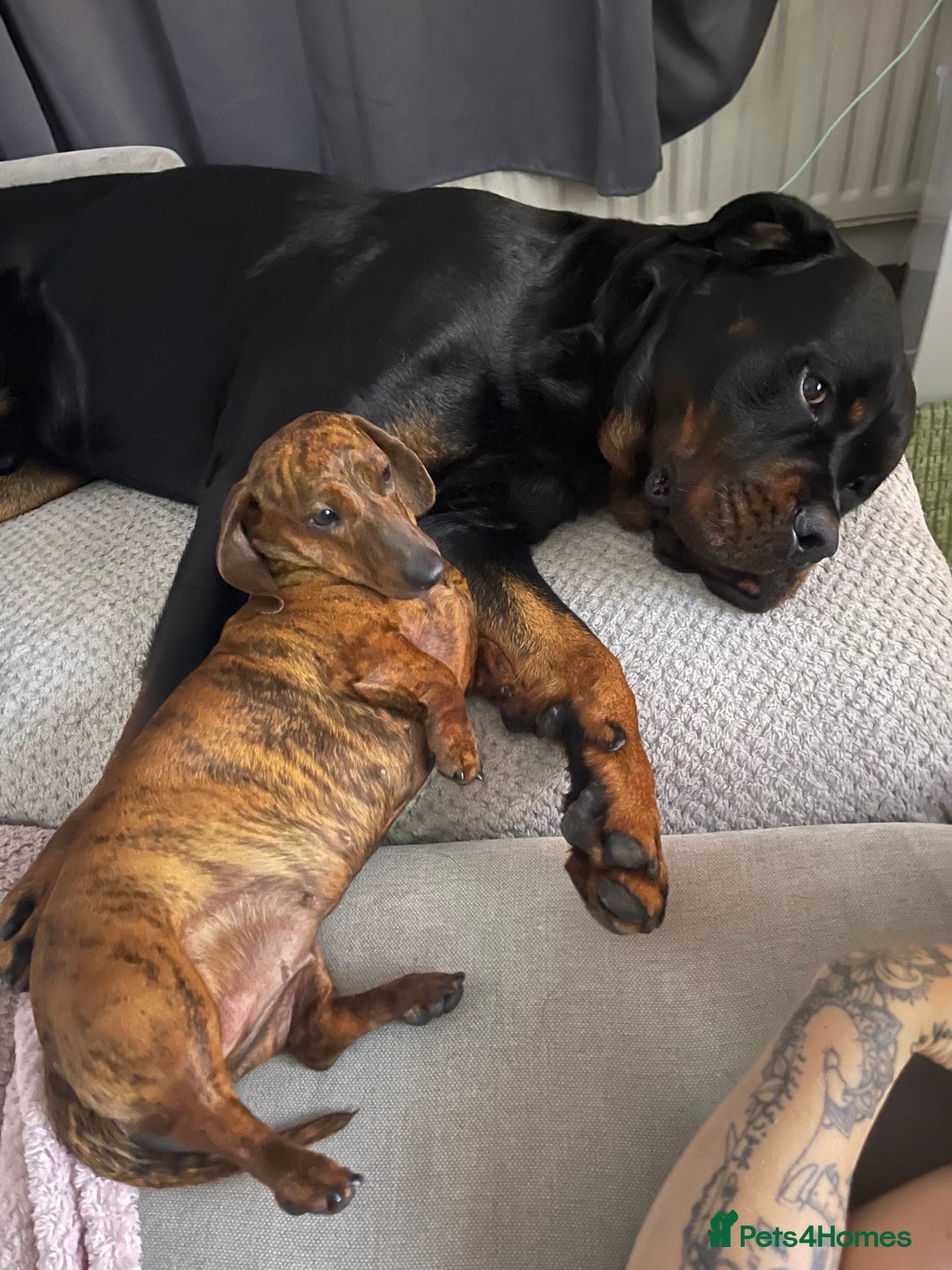Rottweiler dogs for sale: Loveable friendly Rottweiler  - Image 4