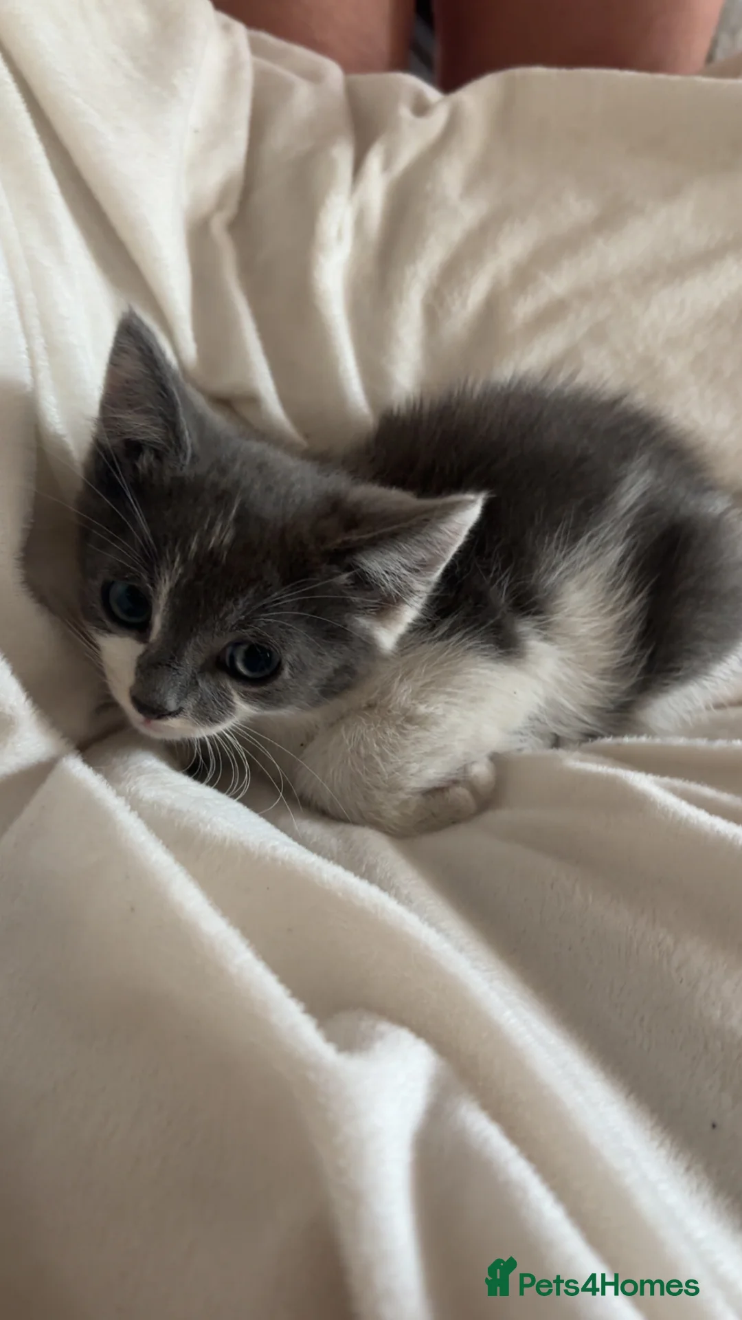 Mixed Breed cats for sale: Beautiful British Blue/Ragdoll Kittens for sale - Advert 20