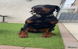 Dobermann dogs for stud: Stud duties only in Bridgend - Image 10