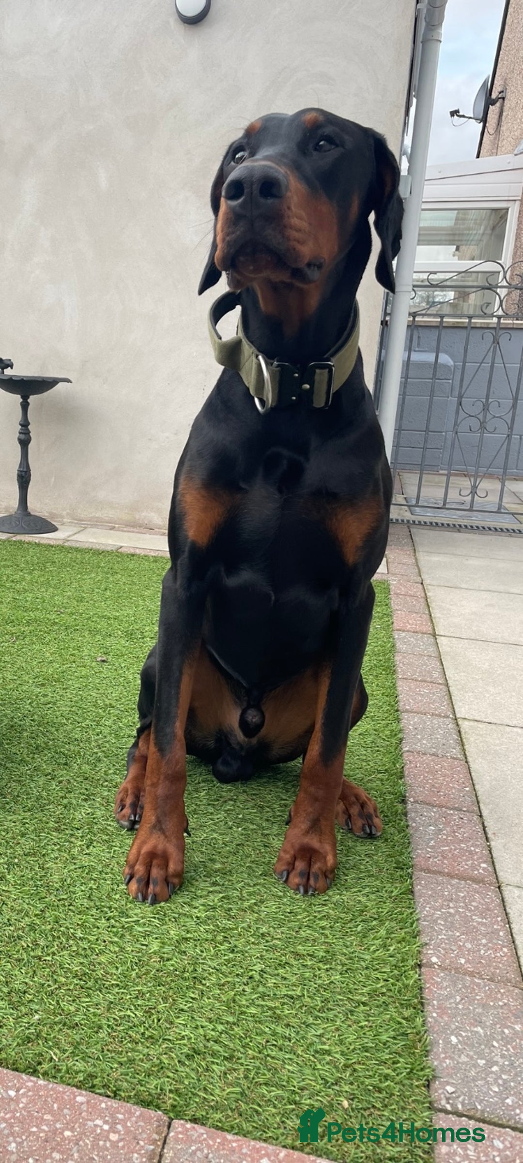 Dobermann dogs for stud: Stud duties only in Bridgend - Image 10
