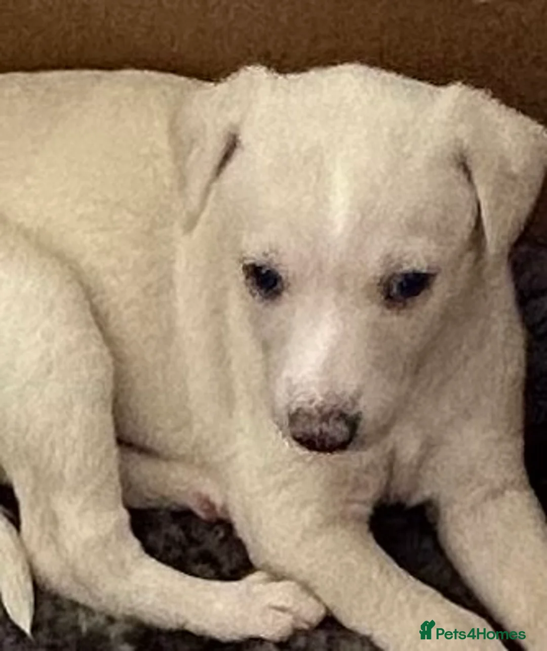 Whippet dogs for sale: Whippet lurcher pups - Advert 6