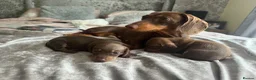 Miniature Dachshund dogs for sale: Beautiful Miniature Dachshund Puppies For sale  in Ormskirk - Advert 7
