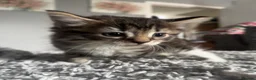 Mixed Breed cats for sale: 4 adorable kittens for sale  - Advert 8