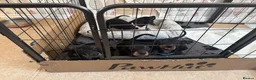 Miniature Dachshund dogs for sale: Black and tan miniature dachshund puppies   - Advert 4