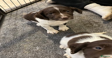 English Springer Spaniel dogs English springer spaniel puppies  - Advert 7