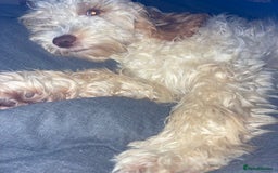 Mixed Breed dogs for sale: Beautiful chunky golden retriever x cockapoos  - Image 34