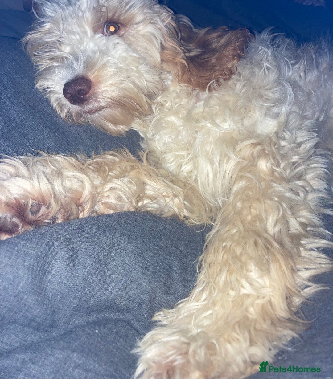 Mixed Breed dogs for sale: Beautiful chunky golden retriever x cockapoos  - Image 34