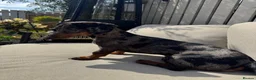 Dachshund dogs for sale: Male Dapple Dachshund in Stockton-on-Tees - Advert 5