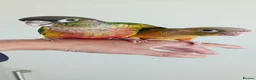 Conures birds for sale: Handreared green cheek conures for sale - Advert 11