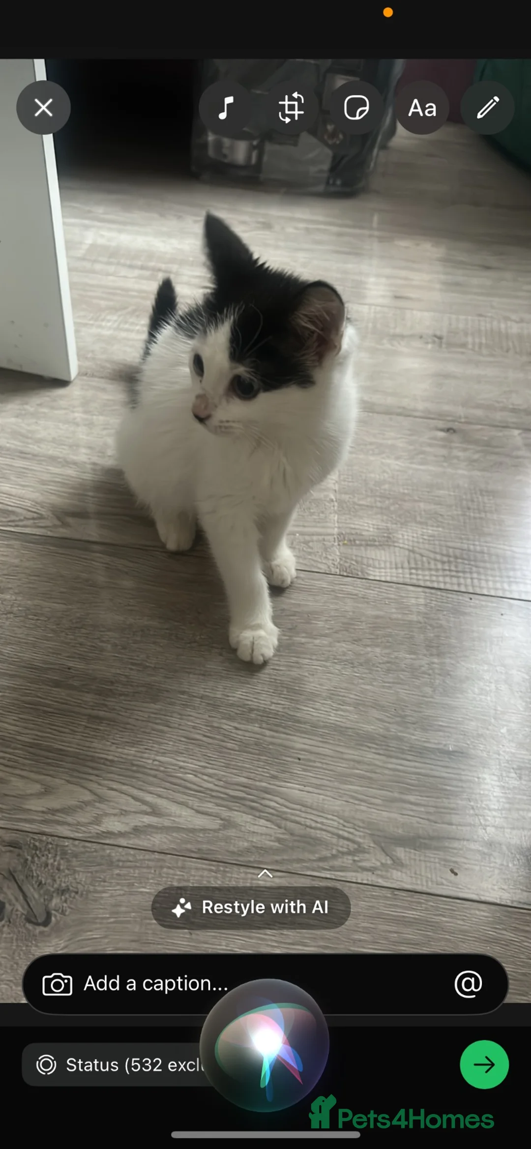 Mixed Breed cats for sale: New home  - Advert 2