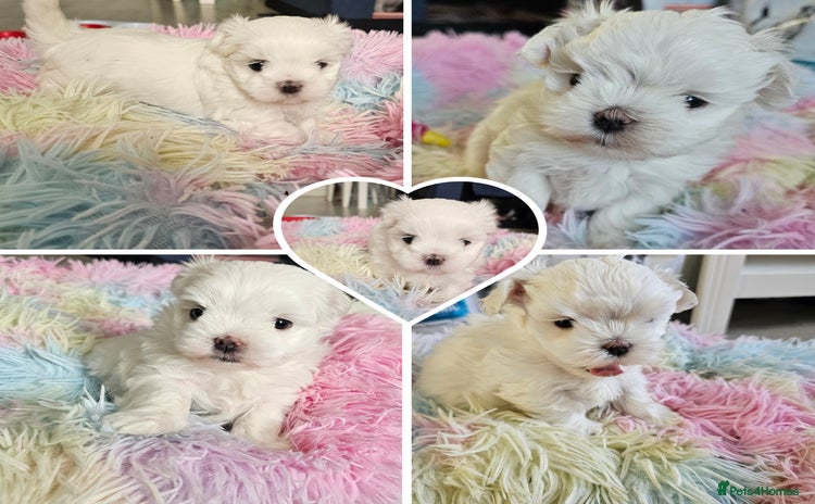 Maltese dogs - Advert 11