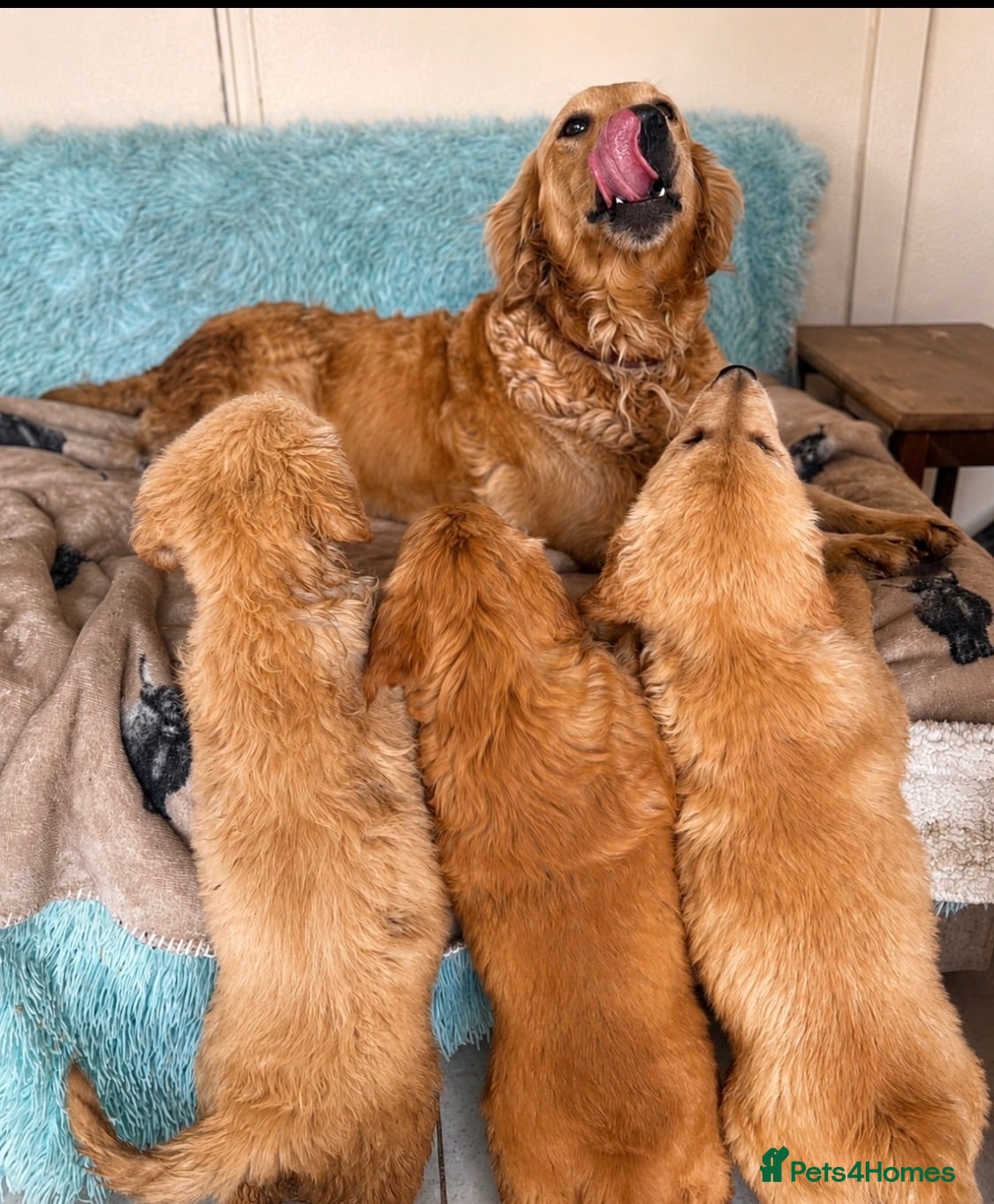 Golden Retriever dogs Strong healthy happy puppies - Advert 1