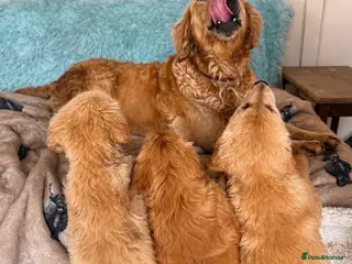 Golden Retriever dogs Strong healthy happy puppies - Advert 1