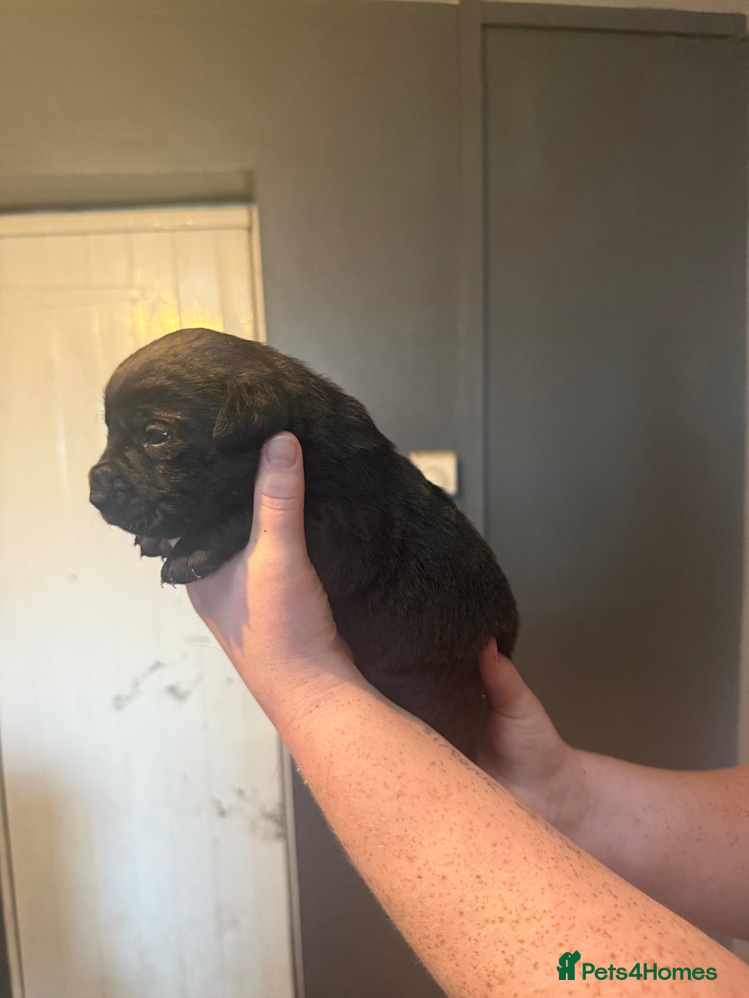 Mixed Breed dogs for sale: Mixed Breed puppies  - Advert 10