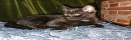 Mixed Breed cats for sale: 1 Ghost Tabby, 1 Tortoiseshell and 1 Black kittens in Cranbrook - Advert 27