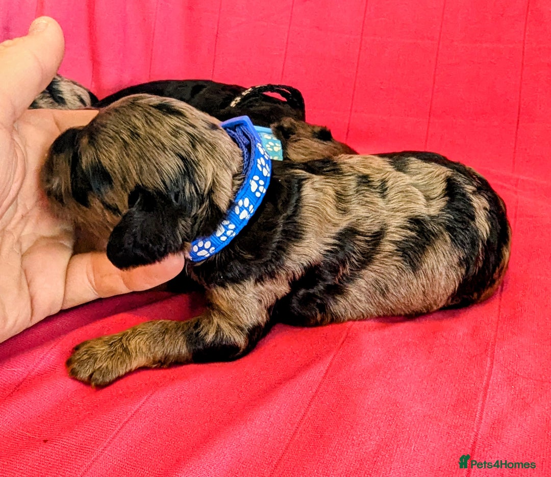 Cavapoo dogs for sale: Beautiful Phantom Merle and Phantom Cavapoos - Image 21