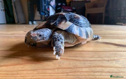 Tortoise reptiles for sale: Marginated Tortoise - Image 2