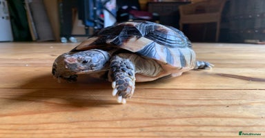 Tortoise reptiles - Advert 4