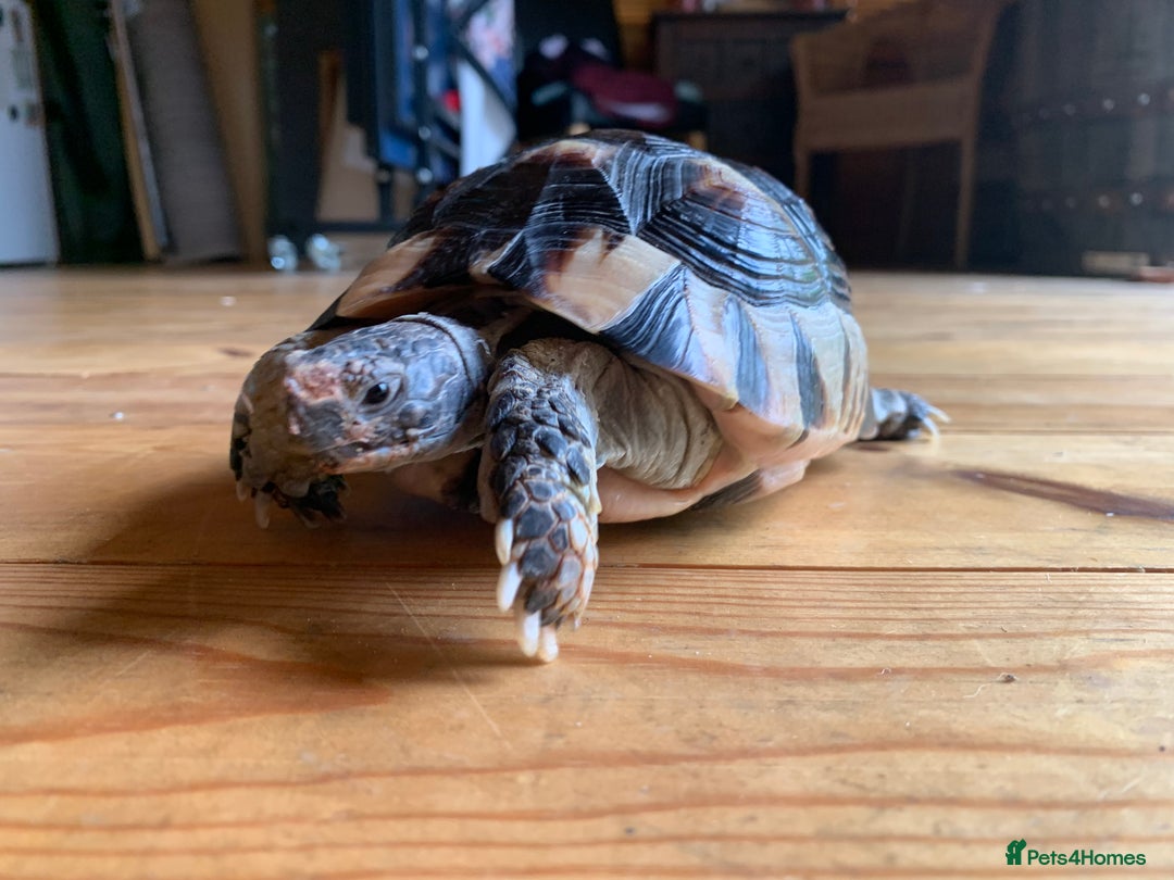 Tortoise reptiles for sale: Marginated Tortoise - Image 2