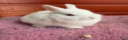 Netherland Dwarf rabbits for sale: Young Netherland Dwarfs - Advert 7