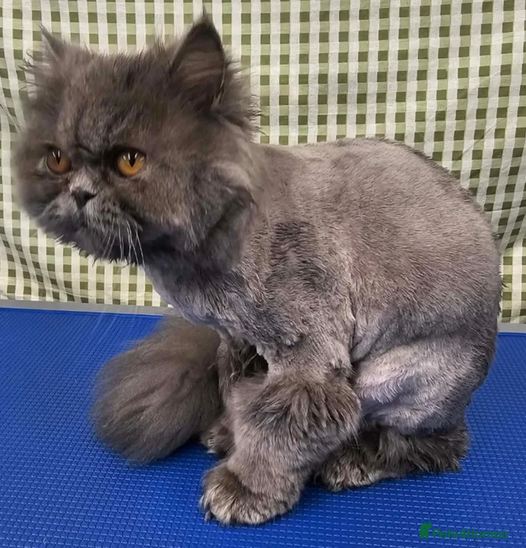 Persian cats for sale: 10 month old Blue Persian  - Advert 1
