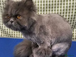 Persian cats 10 month old Blue Persian - Advert 3