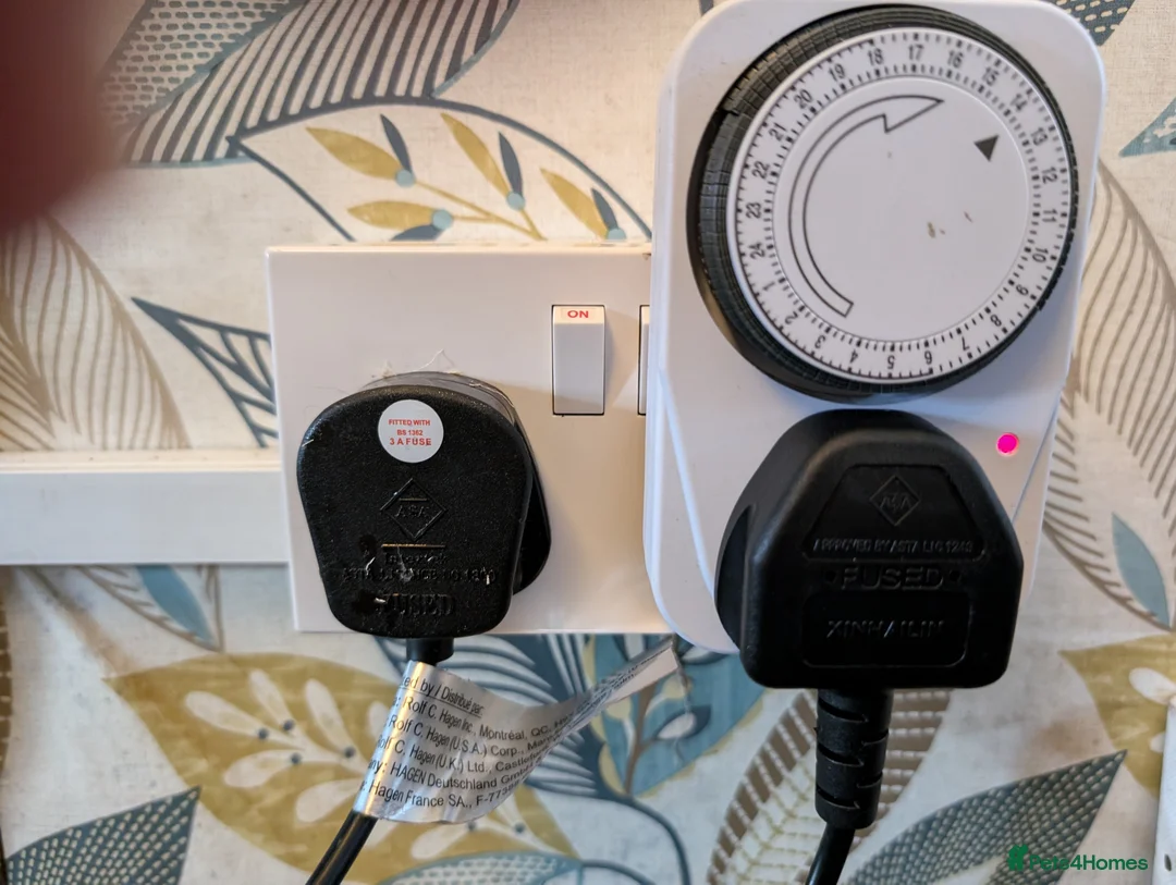 Corn Snake reptiles for sale: Corn snake looking for a new home in Treorchy - Advert 7