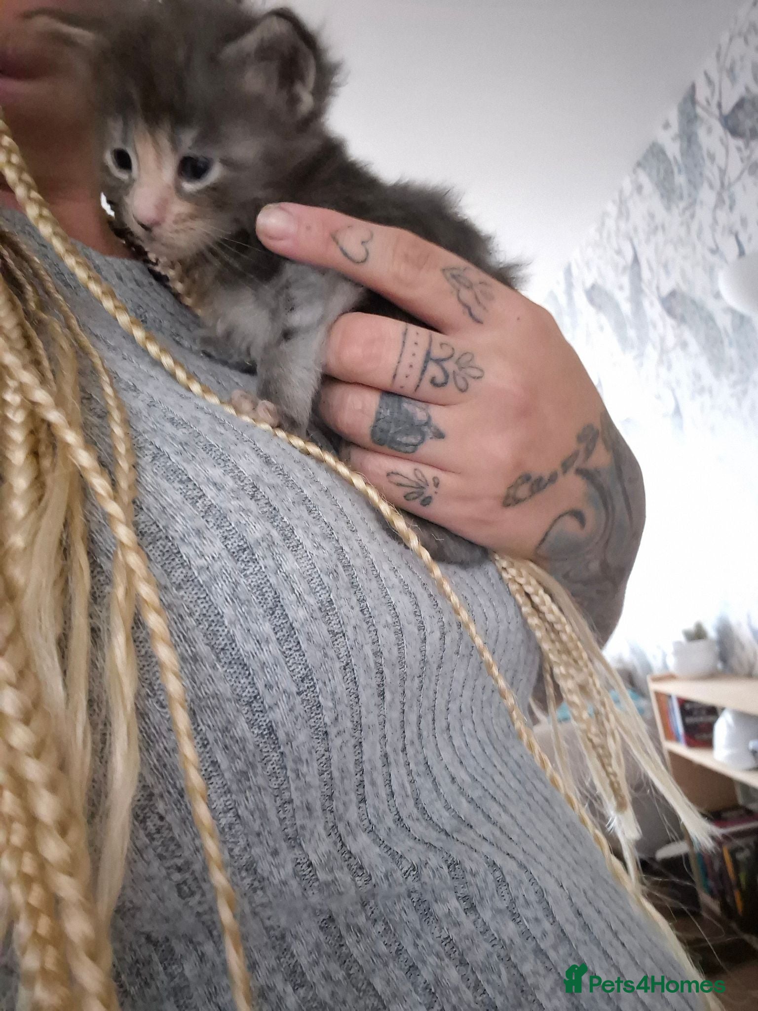 Maine Coon cats Stunning Maine Coons for sale must see 🥰 - Advert 2