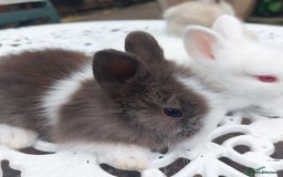 Mini Lop rabbits for sale: PUREBRED DOUBLE/ TEDDY LION HEAD BABIES  - Image 8