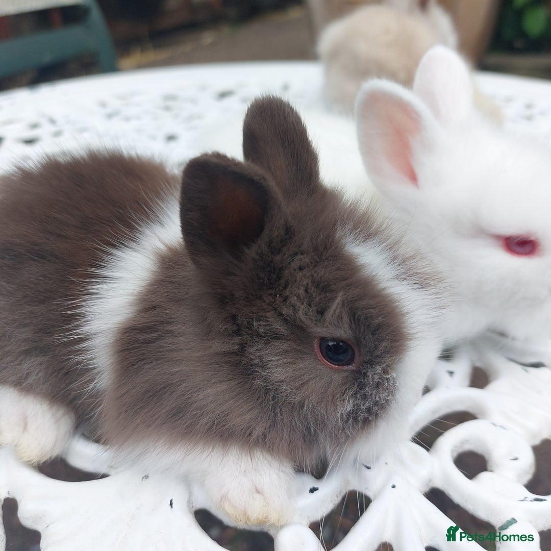 Mini Lop rabbits for sale: PUREBRED DOUBLE/ TEDDY LION HEAD BABIES  - Image 8