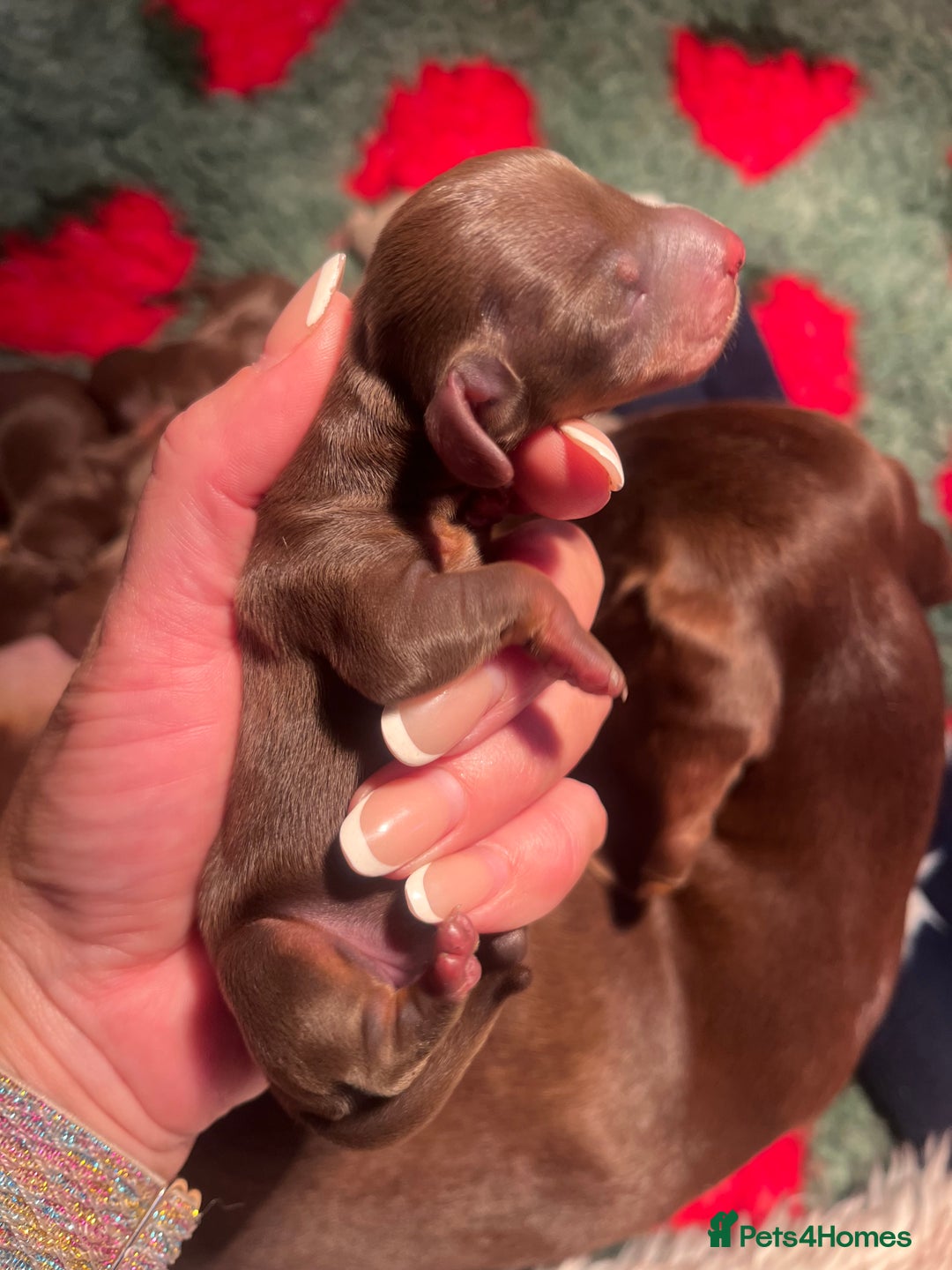 Miniature Dachshund dogs for sale: Isabella dapple KC stunning healthy dachshund  - Image 15