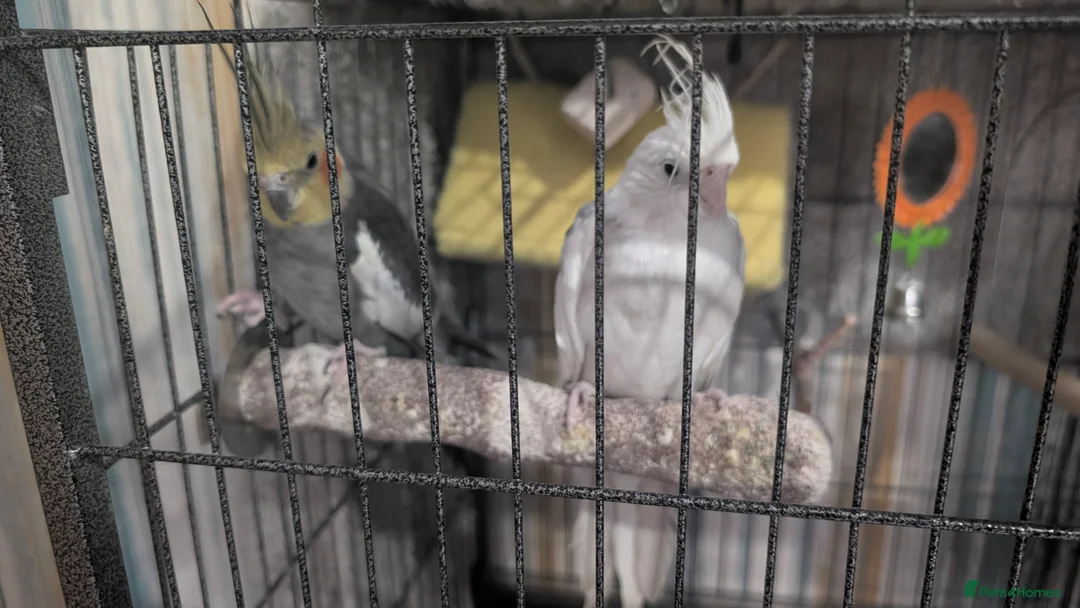 Cockatiels birds for sale: Two cocktails for sale  in Stockton-on-Tees - Advert 2