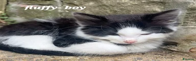 Fluffy