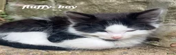 Mixed Breed cats for sale: Mixture of black & white ready to go mixed breed - Advert 11