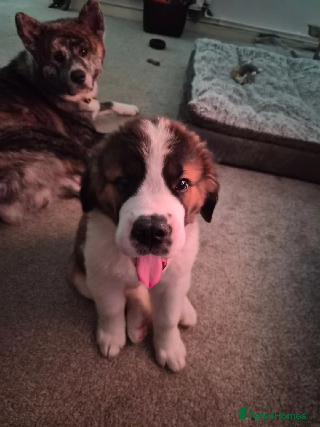Saint Bernard dogs for sale: Saint Bernard Puppy in Catterick Garrison - Advert 1