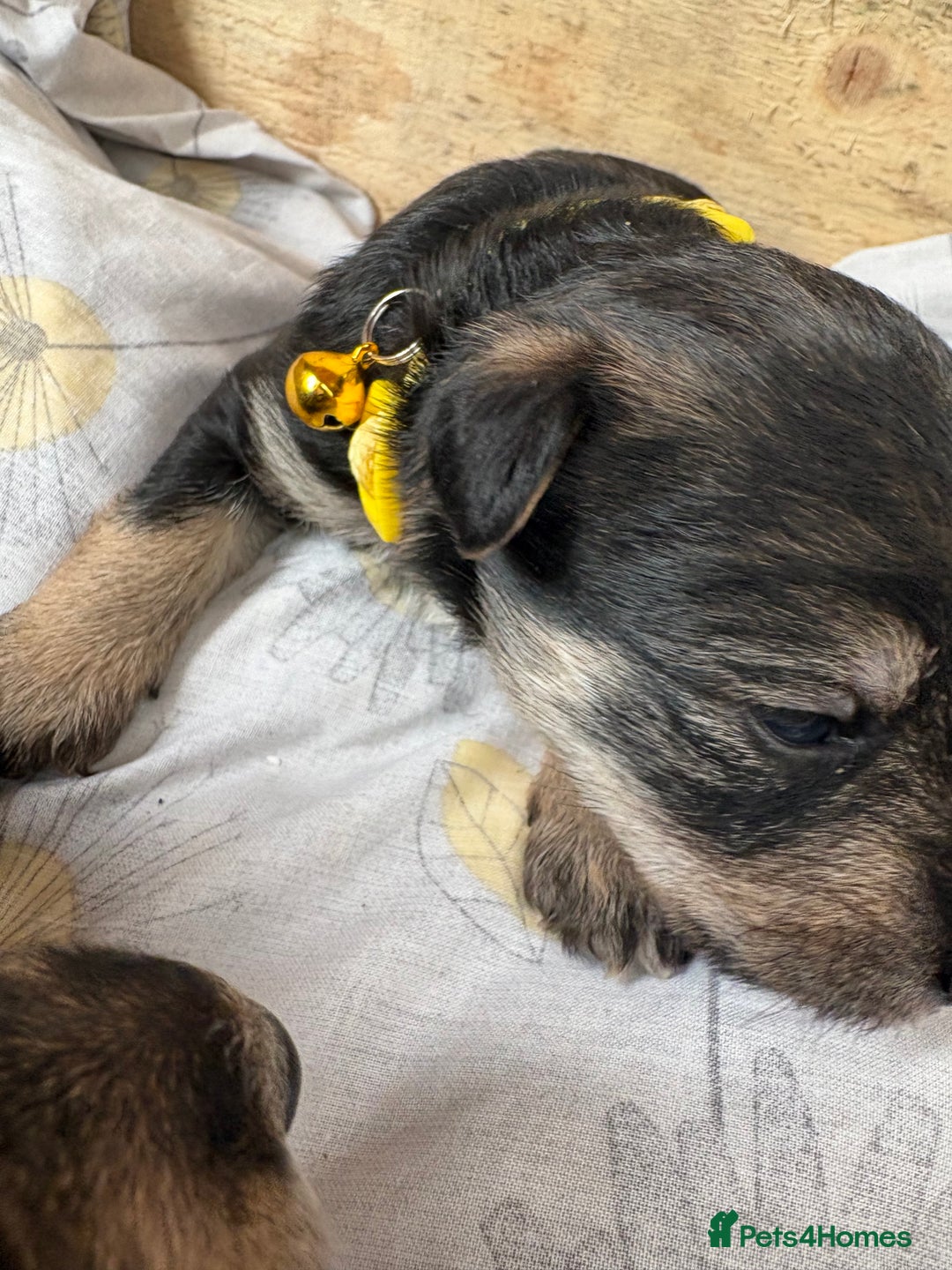 Mixed Breed dogs for sale: Wowauzer puppies for sale. Schnauzer x Welshie - Advert 9