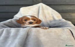 Cocker Spaniel dogs for sale: Six beautiful cocker spaniel puppies - Image 2