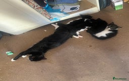 Mixed Breed cats for sale: Lovely 2 kittens - Image 1